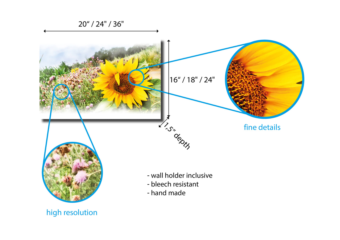 Sonnenblume im Feld, Sommerzeit, Natur