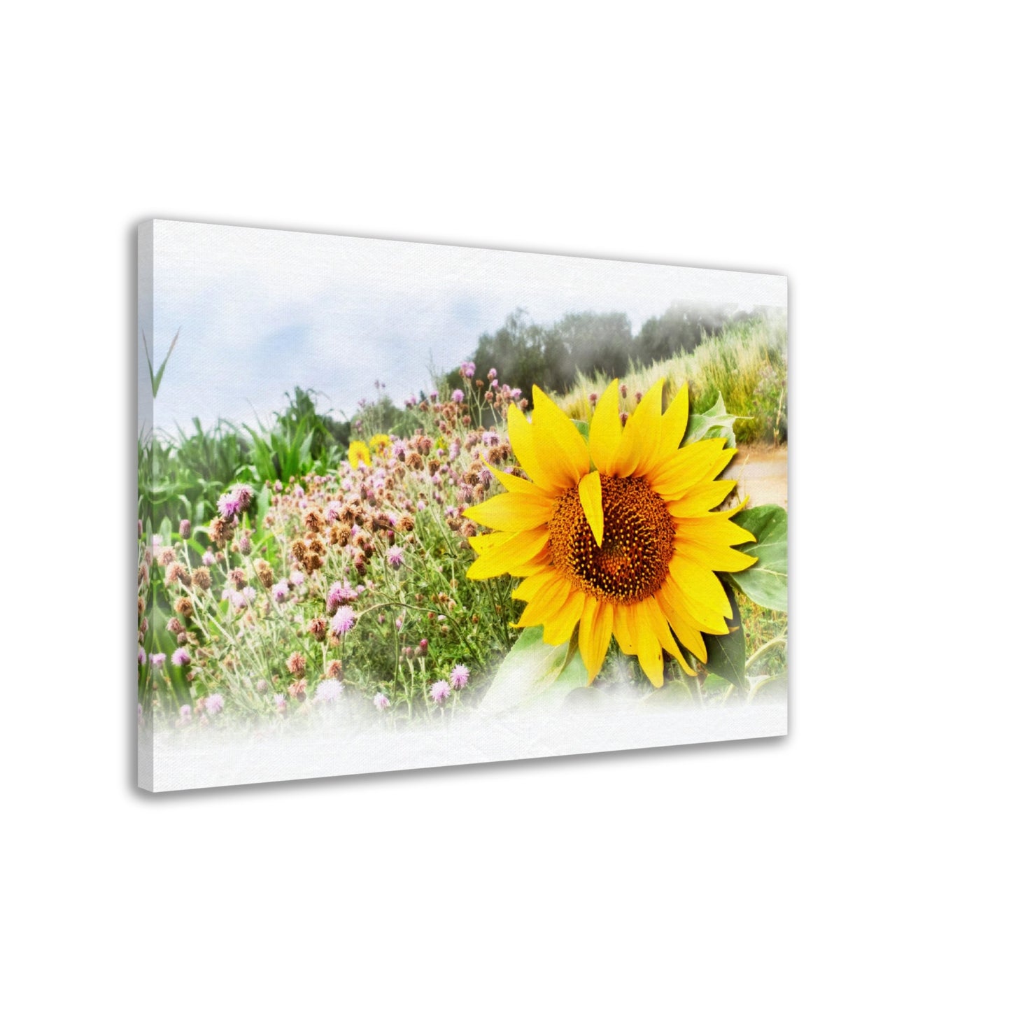 Sonnenblume im Feld, Sommerzeit, Natur