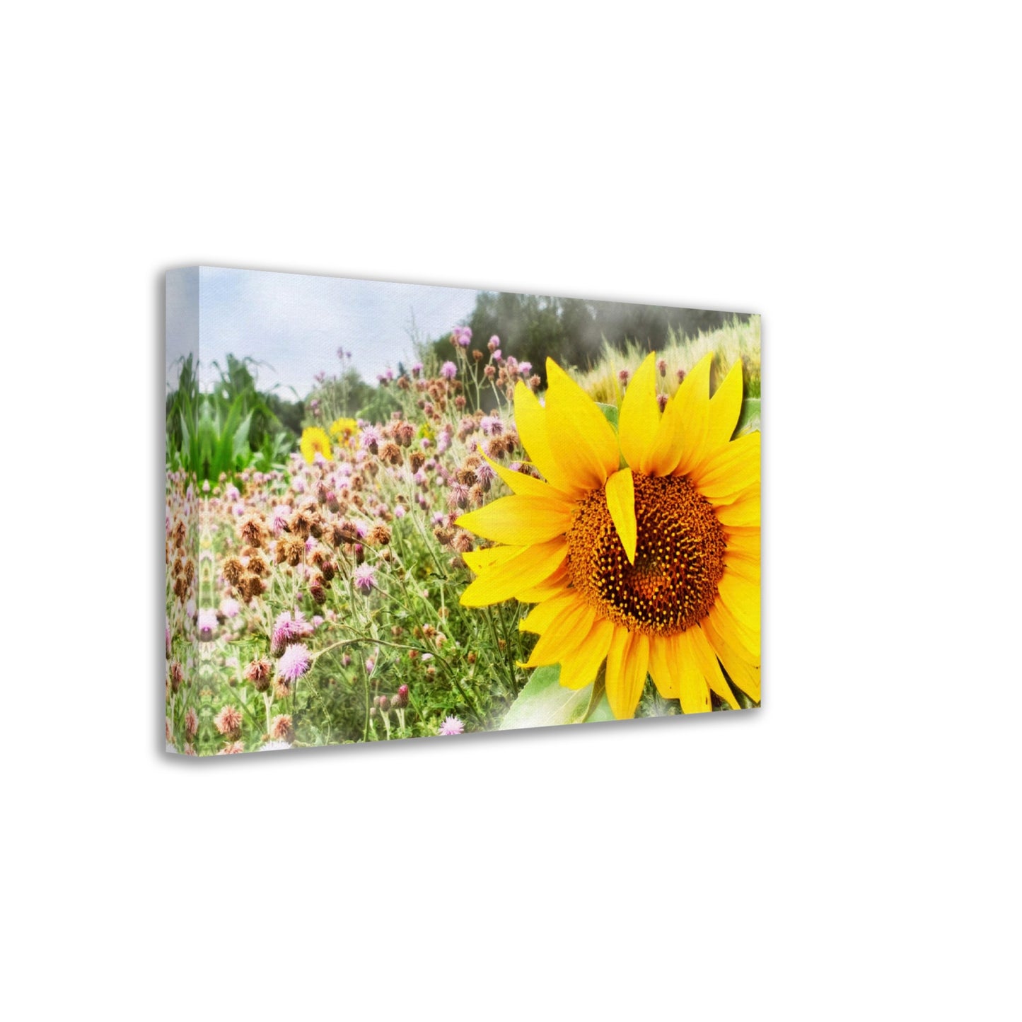 Sonnenblume im Feld, Sommerzeit, Natur
