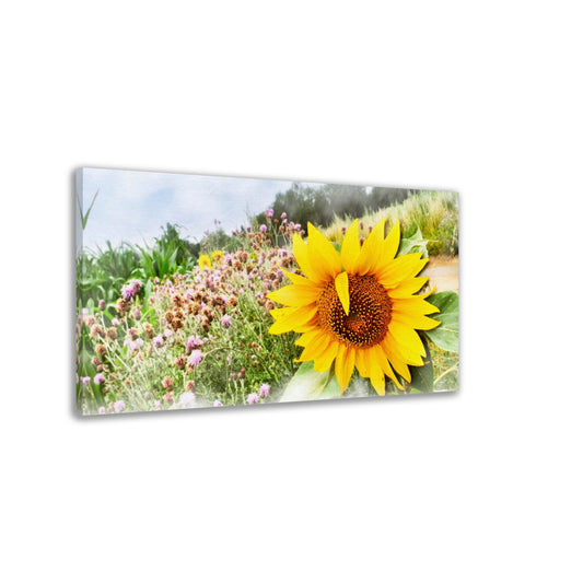 Sonnenblume im Feld, Sommerzeit, Natur