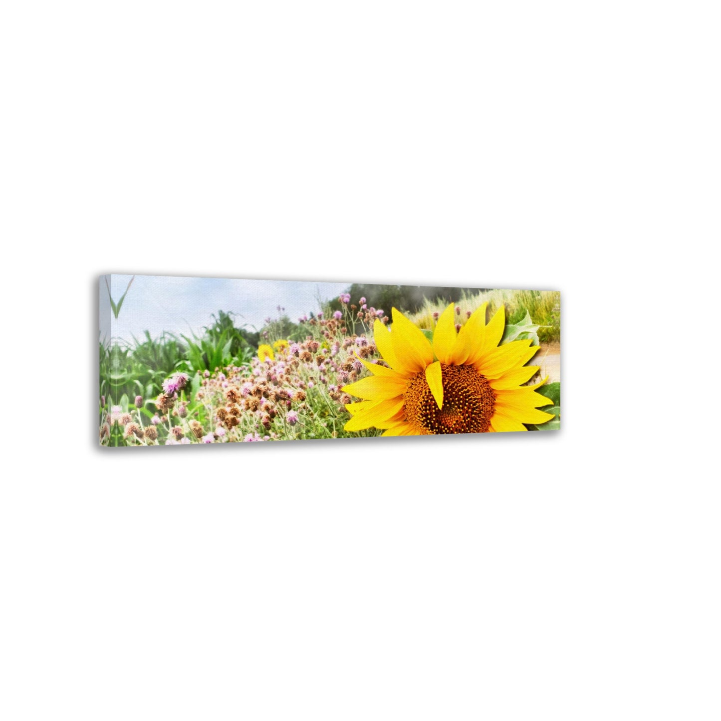 Sonnenblume im Feld, Sommerzeit, Natur