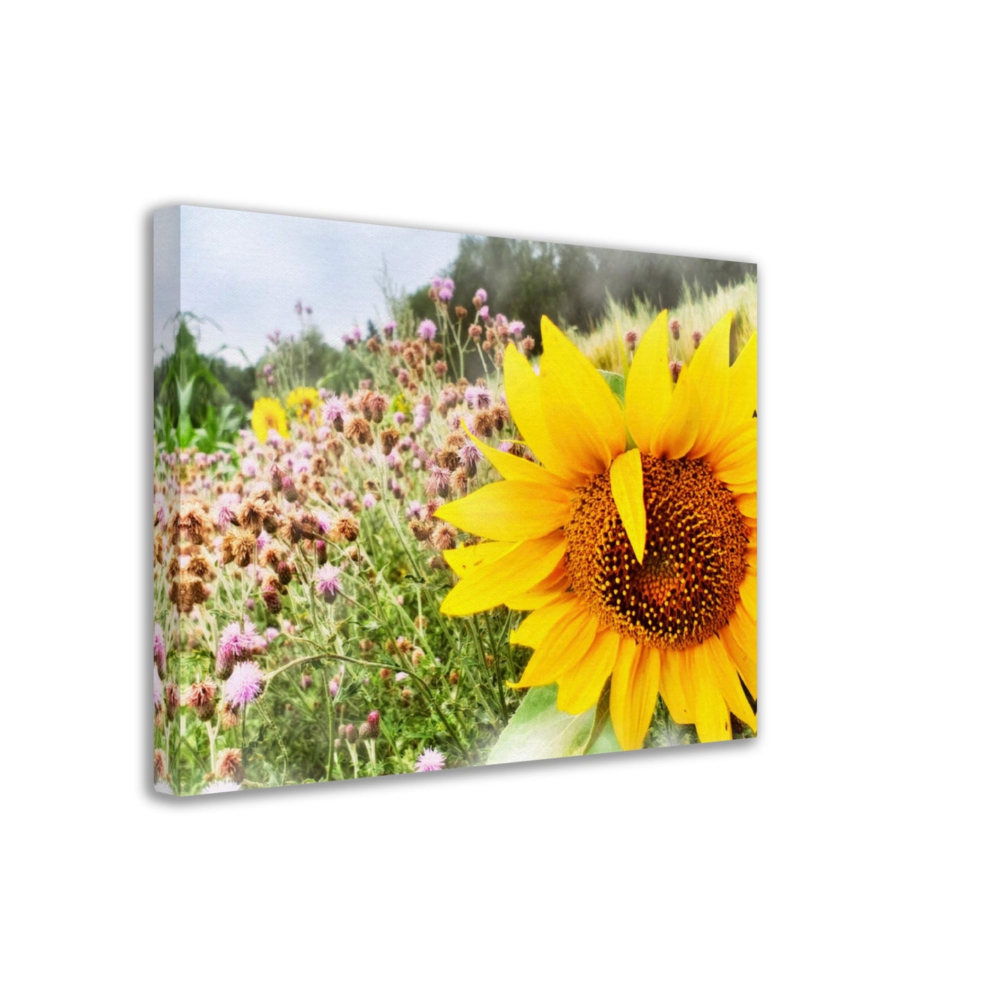 Sonnenblume im Feld, Sommerzeit, Natur