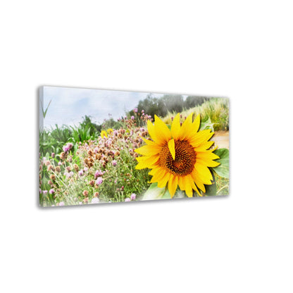 Sonnenblume im Feld, Sommerzeit, Natur