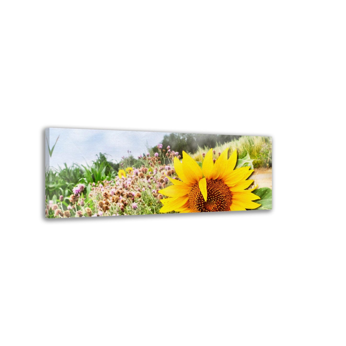 Sonnenblume im Feld, Sommerzeit, Natur
